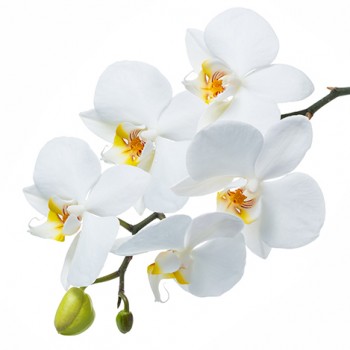 Стол обеденный Танго белый/Орхидея в Уяре - uyar.mebel54.com | фото